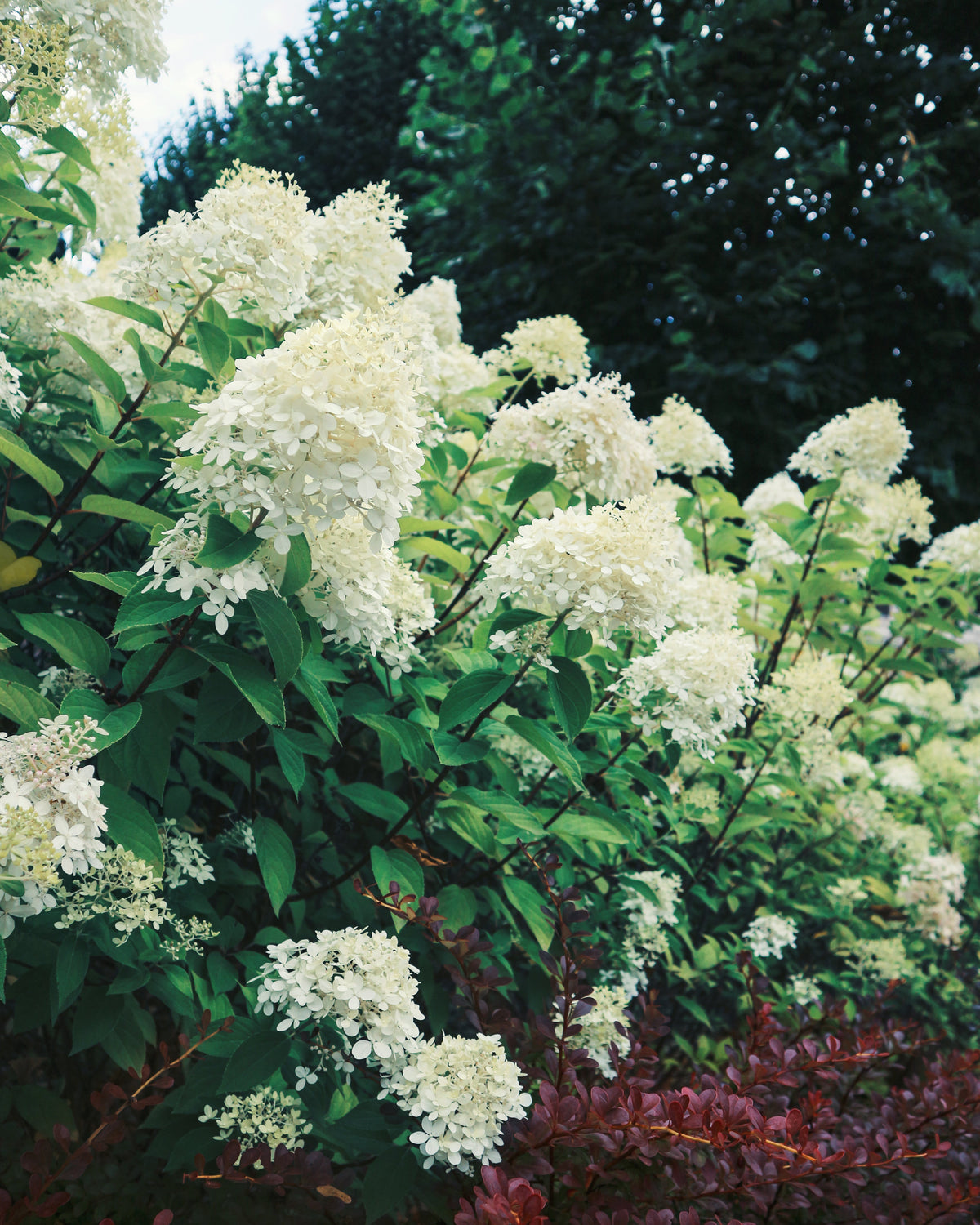 Silver Dollar Hydrangea