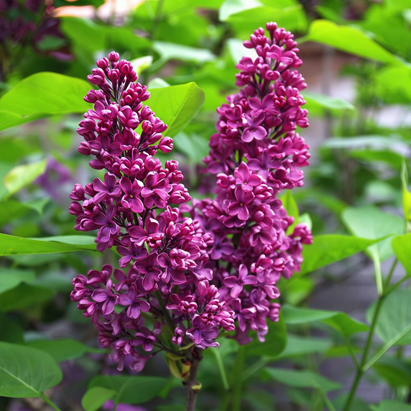 Monge Lilac