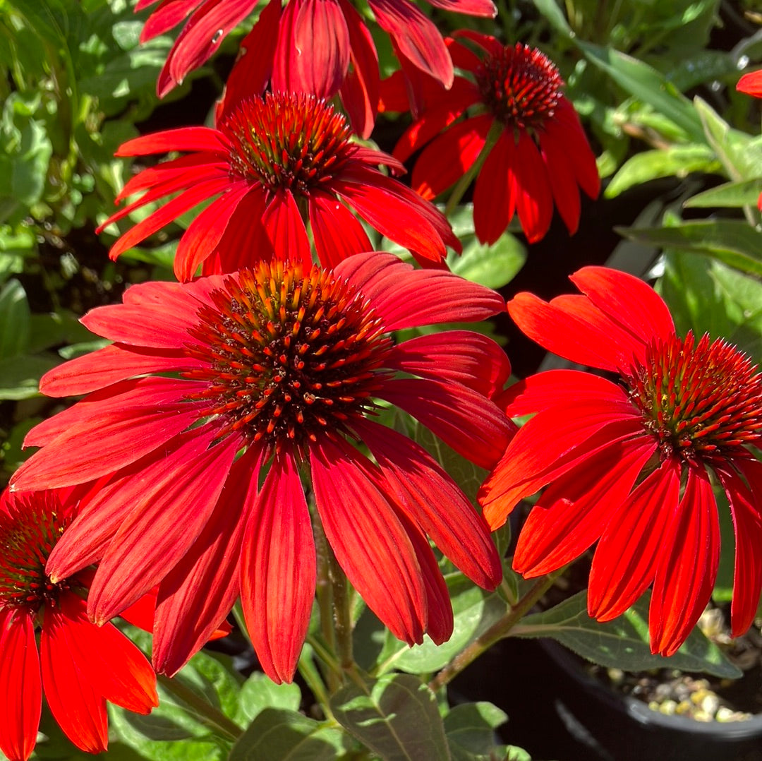 Echinacea ‘Sombrero Sangrita’