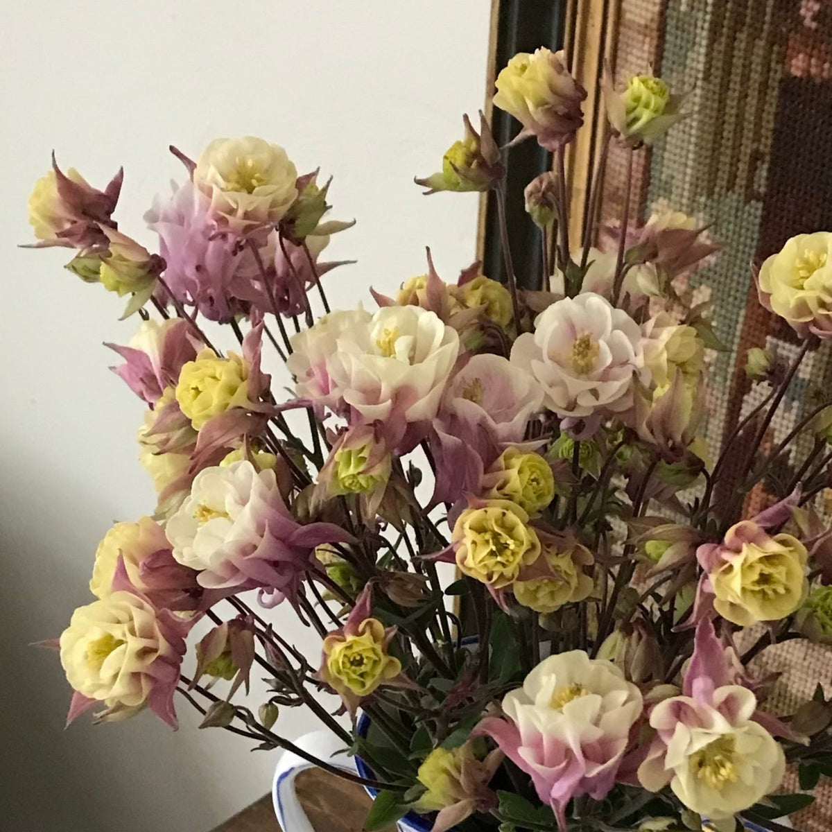 ‘Winky Double Rose-White’ Columbine