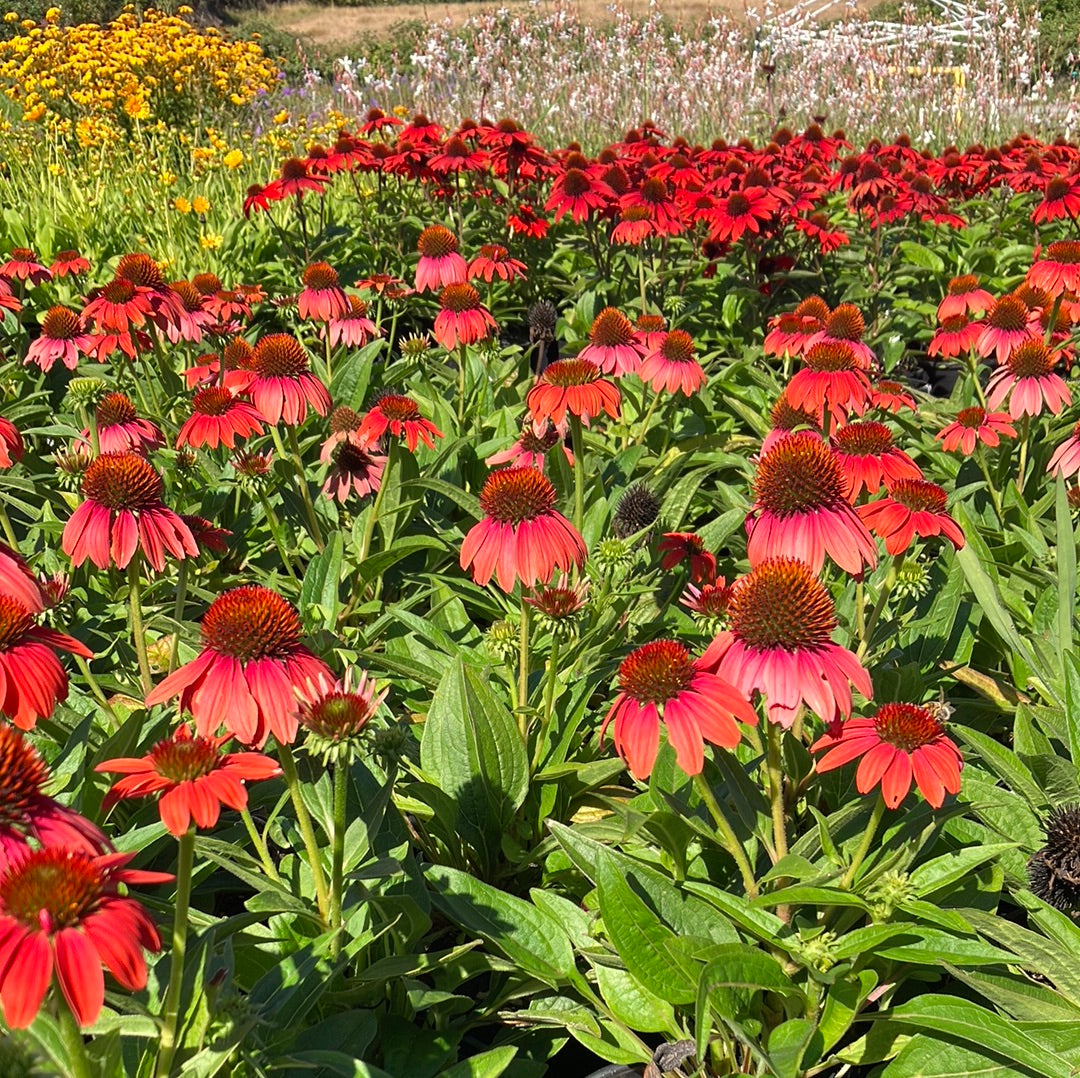 Sombrero® Hot Coral Echinacea