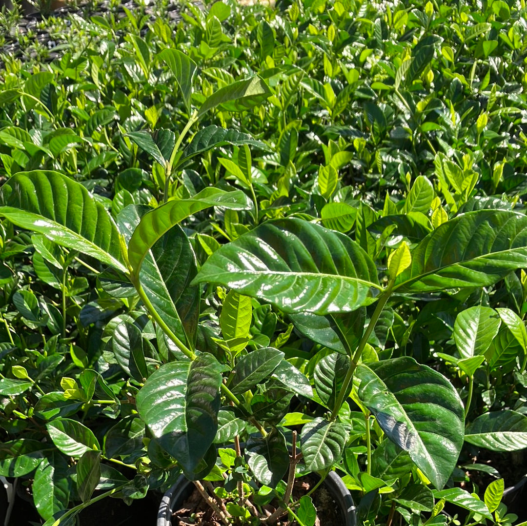 Gardenia ‘Belmont’