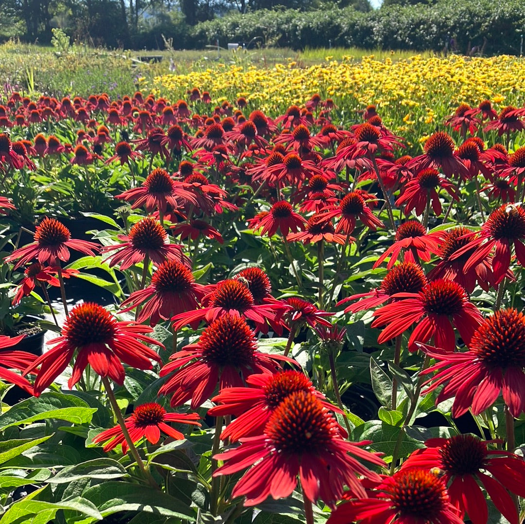 Echinacea ‘Sombrero Sangrita’