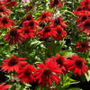 Echinacea ‘Sombrero Sangrita’