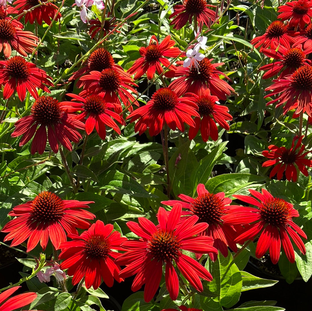 Echinacea ‘Sombrero Sangrita’