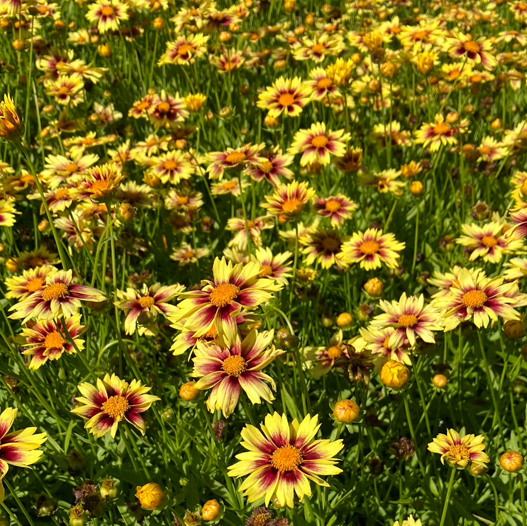 Li&#39;l Bang &#39;Enchanted Eve&#39; Coreopsis