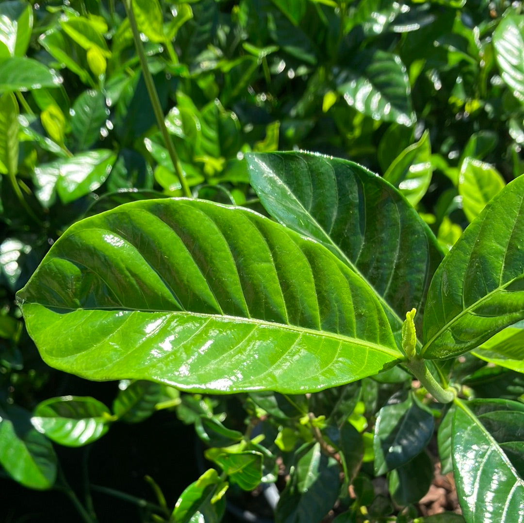 Gardenia ‘Belmont’