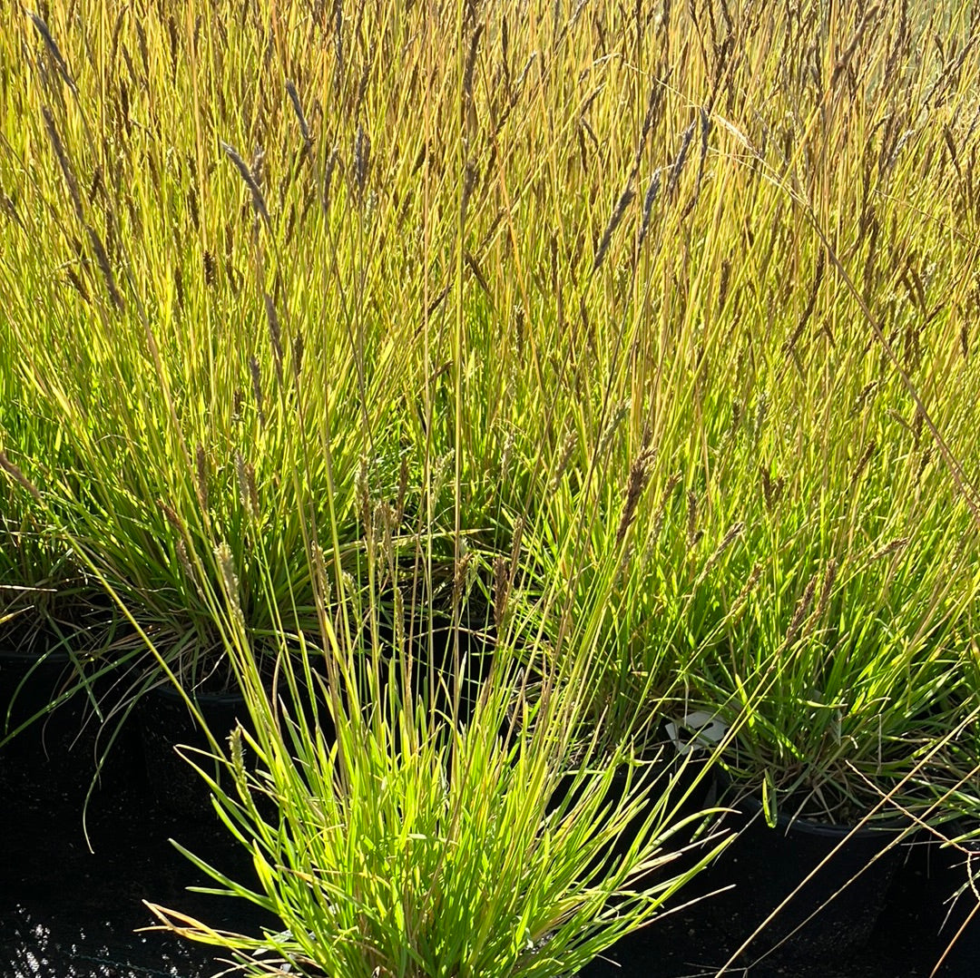 Sesleria ‘Green Lee’