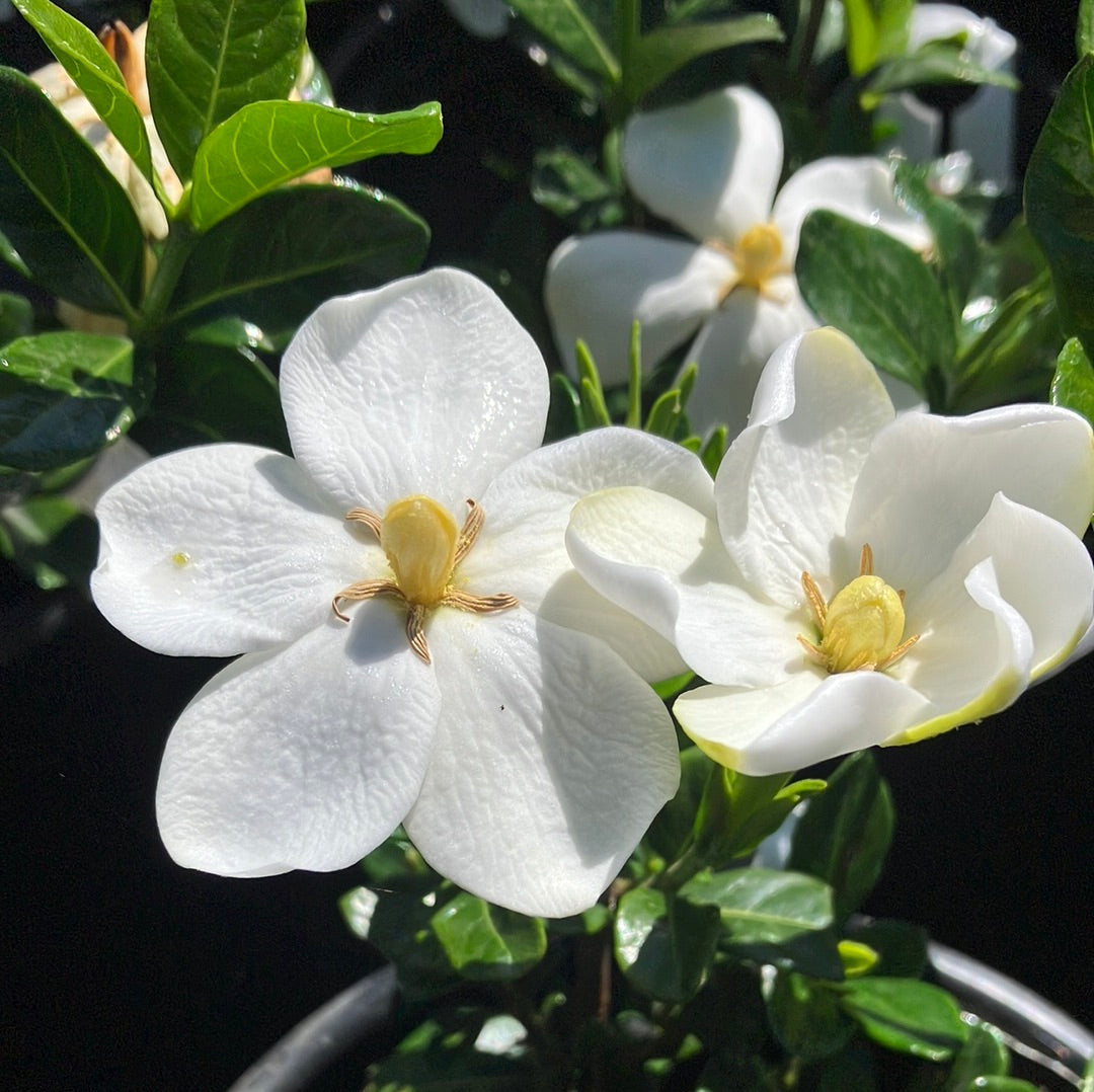 Kleim’s Hardy Gardenia