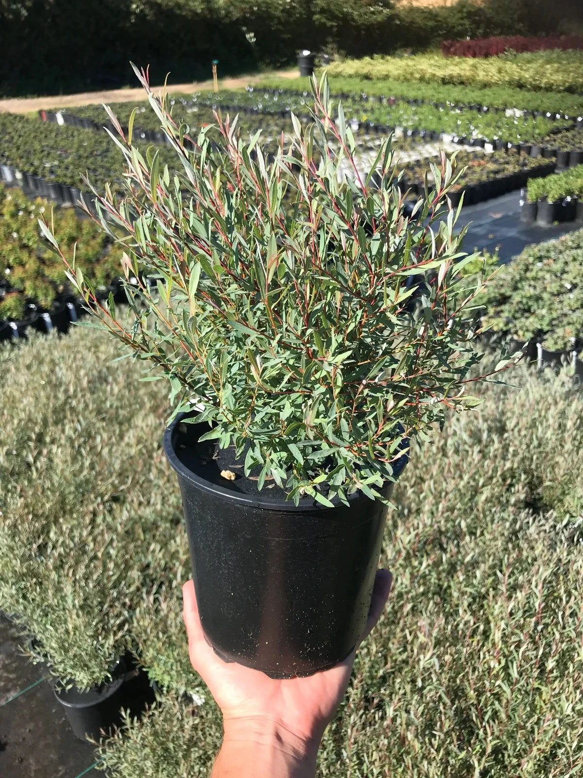 Dwarf Blue Arctic Willow