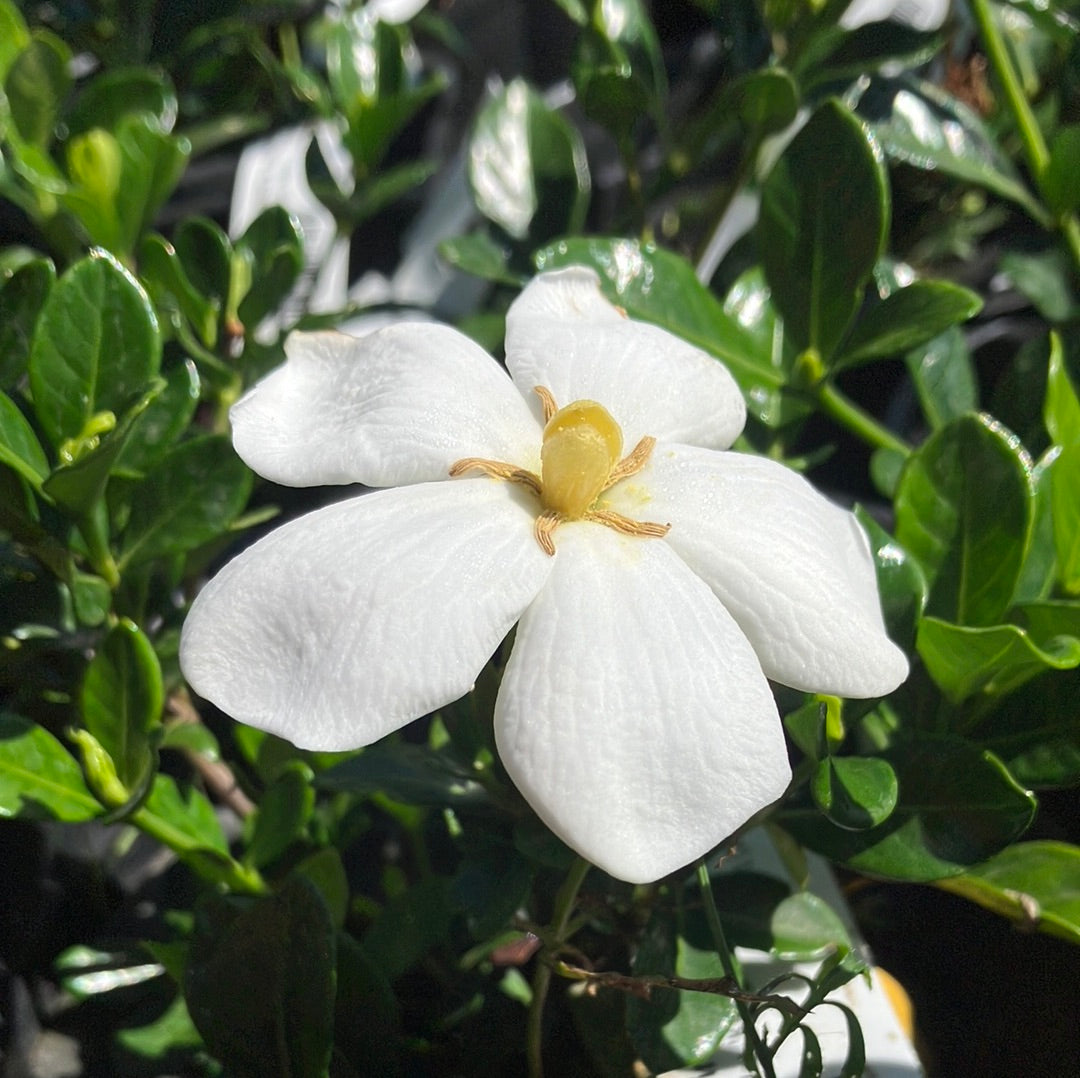 Kleim’s Hardy Gardenia
