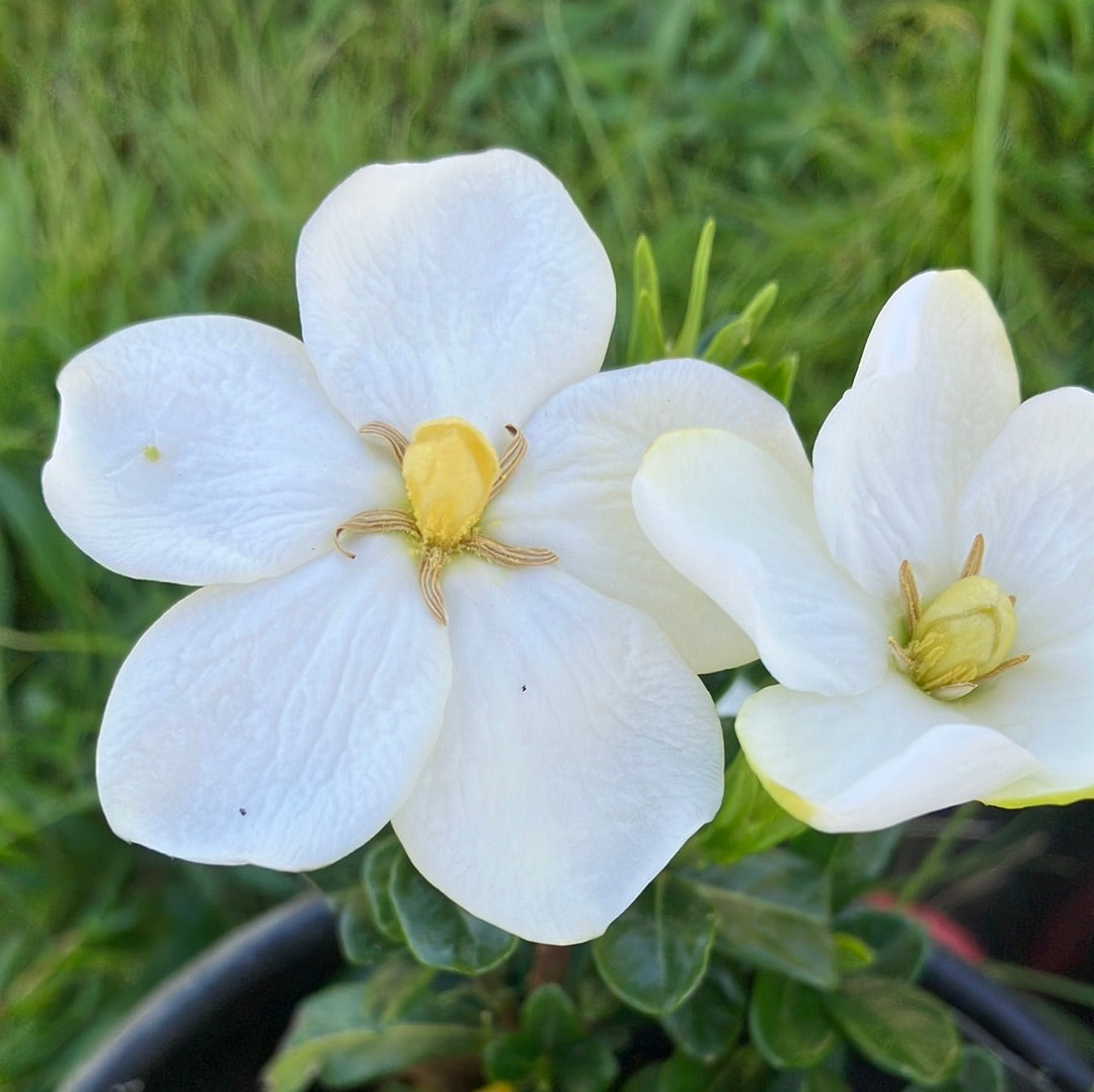 Kleim’s Hardy Gardenia