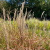 Dwarf Maiden Grass ‘Little Miss’