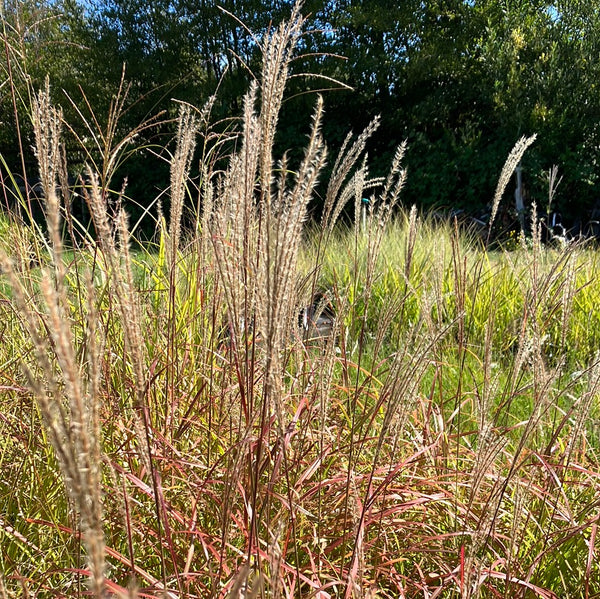 Dwarf Maiden Grass 'Little Miss' - The Greenhouse