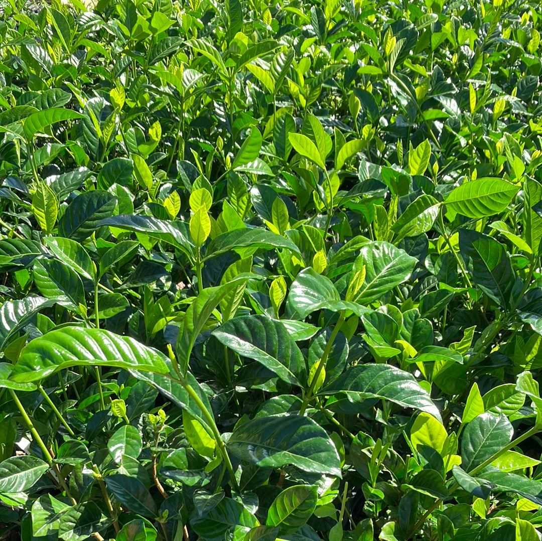 Gardenia ‘Belmont’