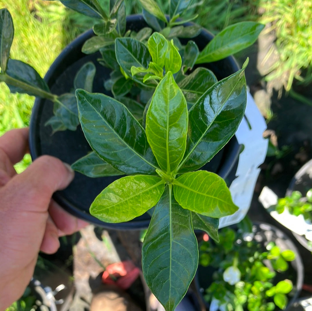 Kleim’s Hardy Gardenia
