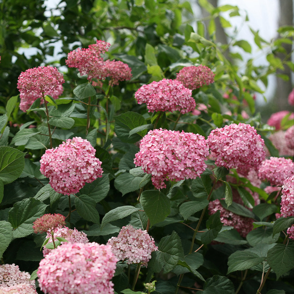 Invincibelle® Spirit II Smooth Hydrangea