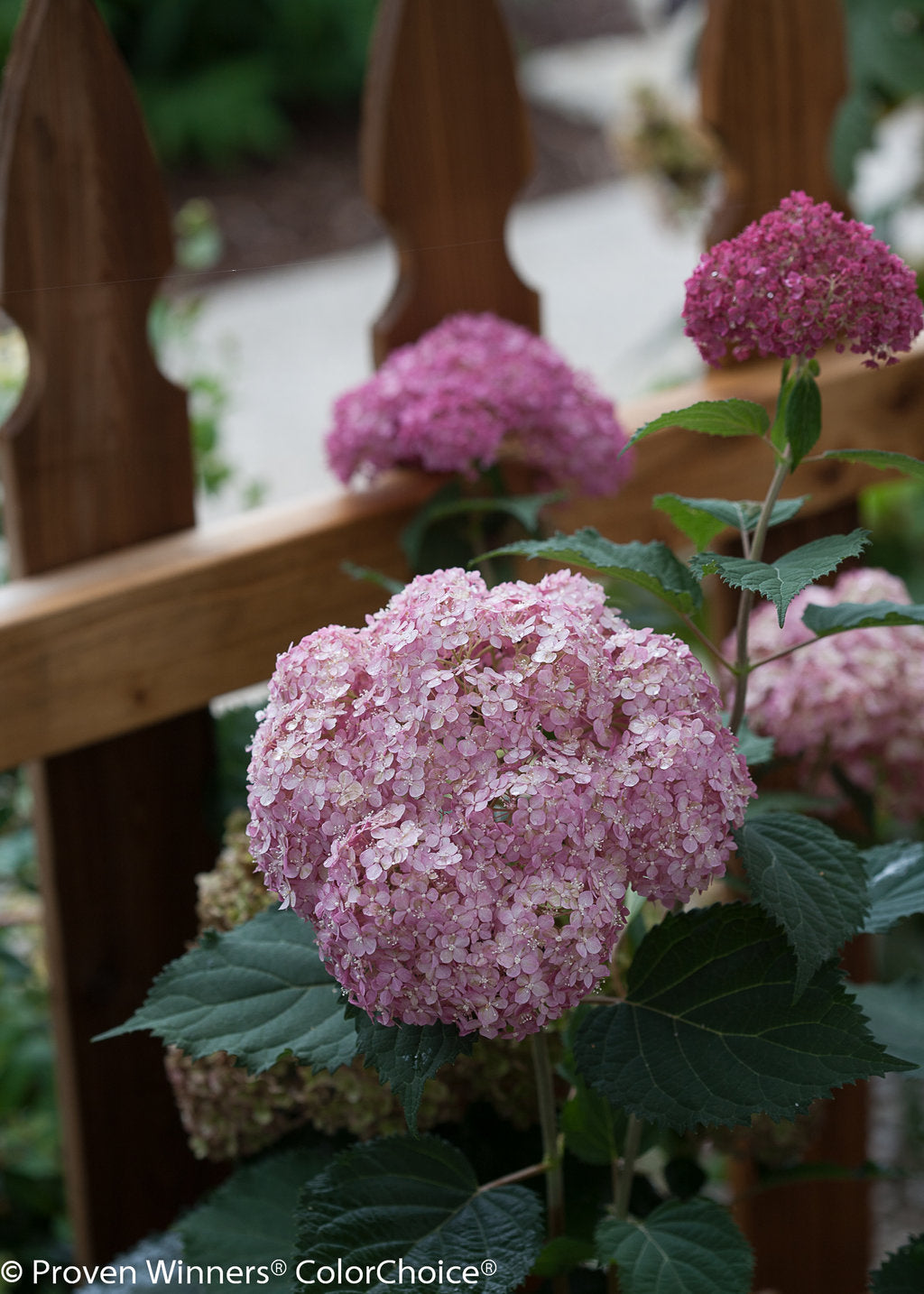 Invincibelle® Spirit II Smooth Hydrangea