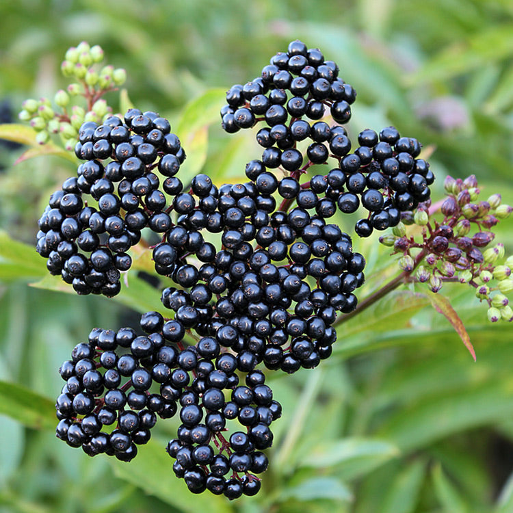 Elderberries
