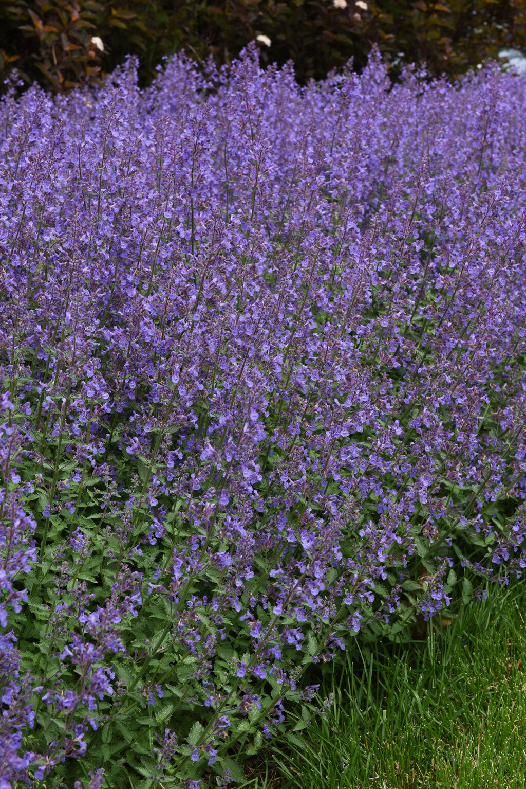Junior Walker™ Catmint