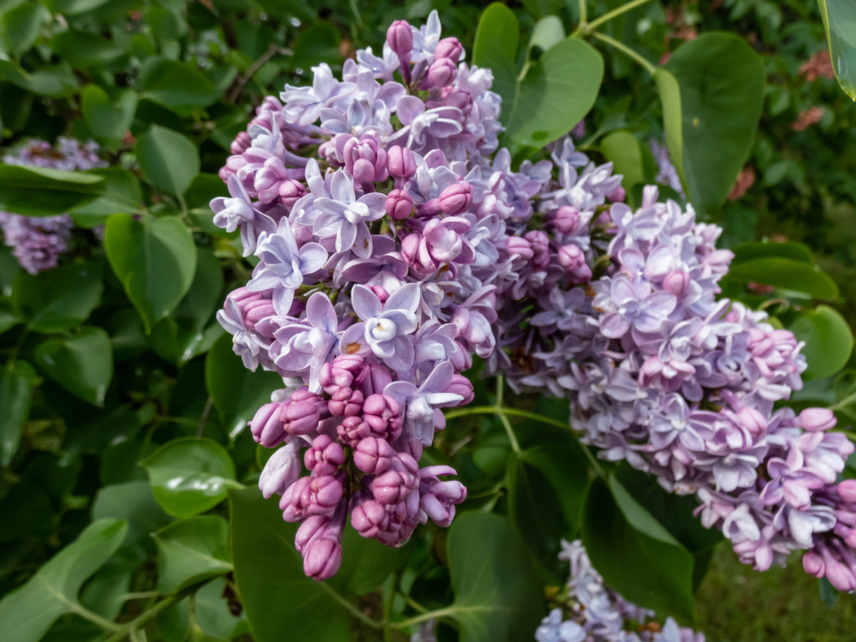 Katherine Havemeyer Lilac