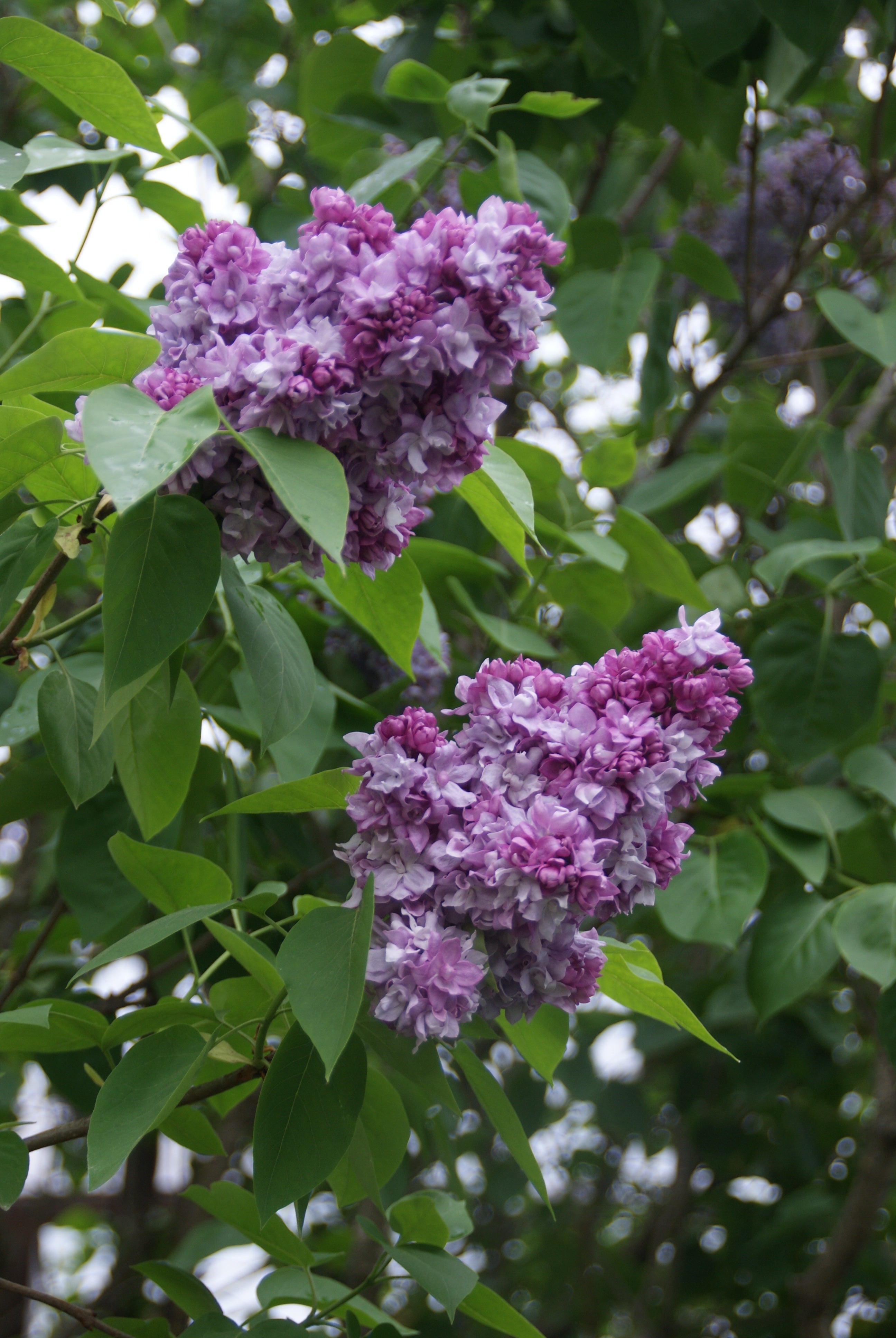 Katherine Havemeyer Lilac