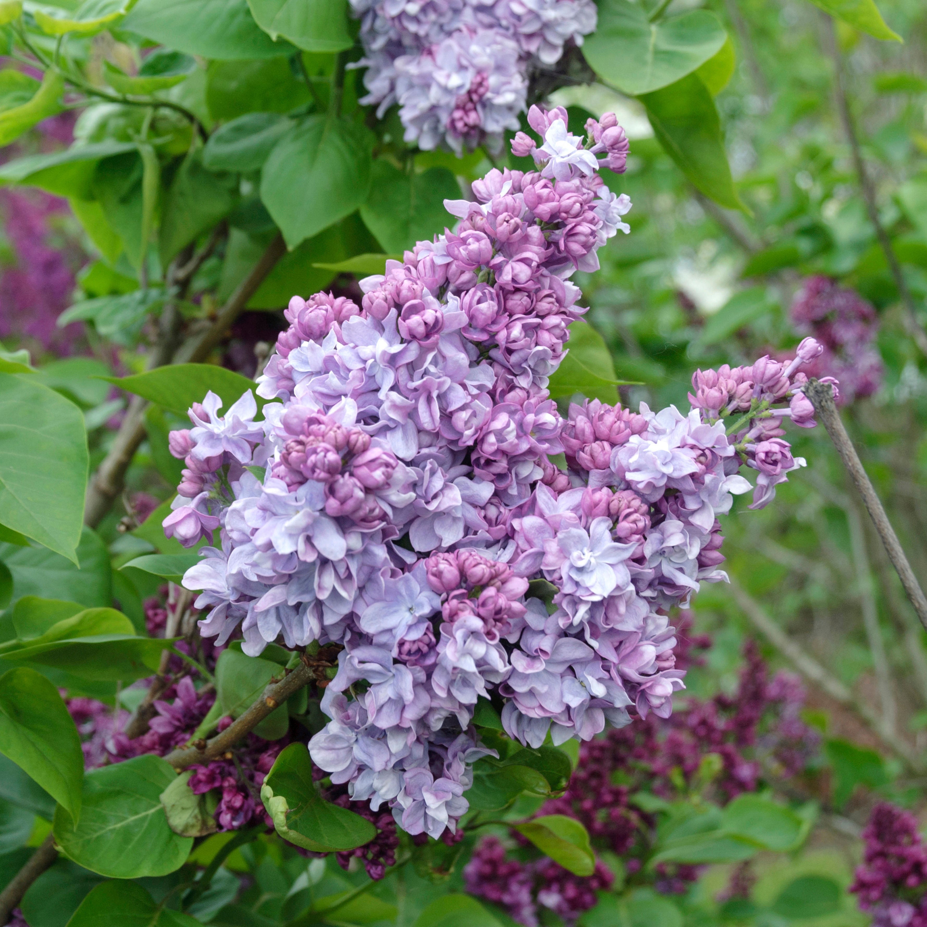 Katherine Havemeyer Lilac