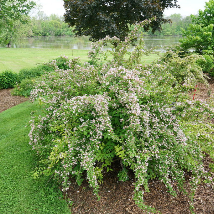 Jolene Jolene® Beautybush