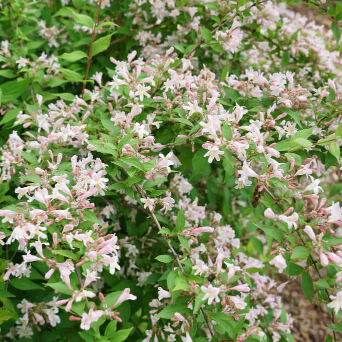 Jolene Jolene® Beautybush