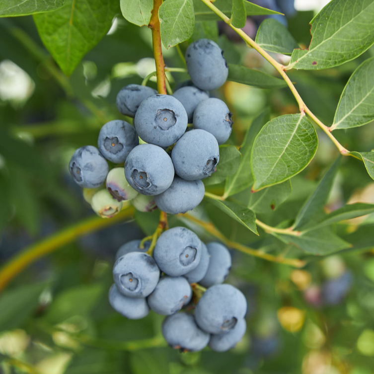 Legacy Highbush Blueberry