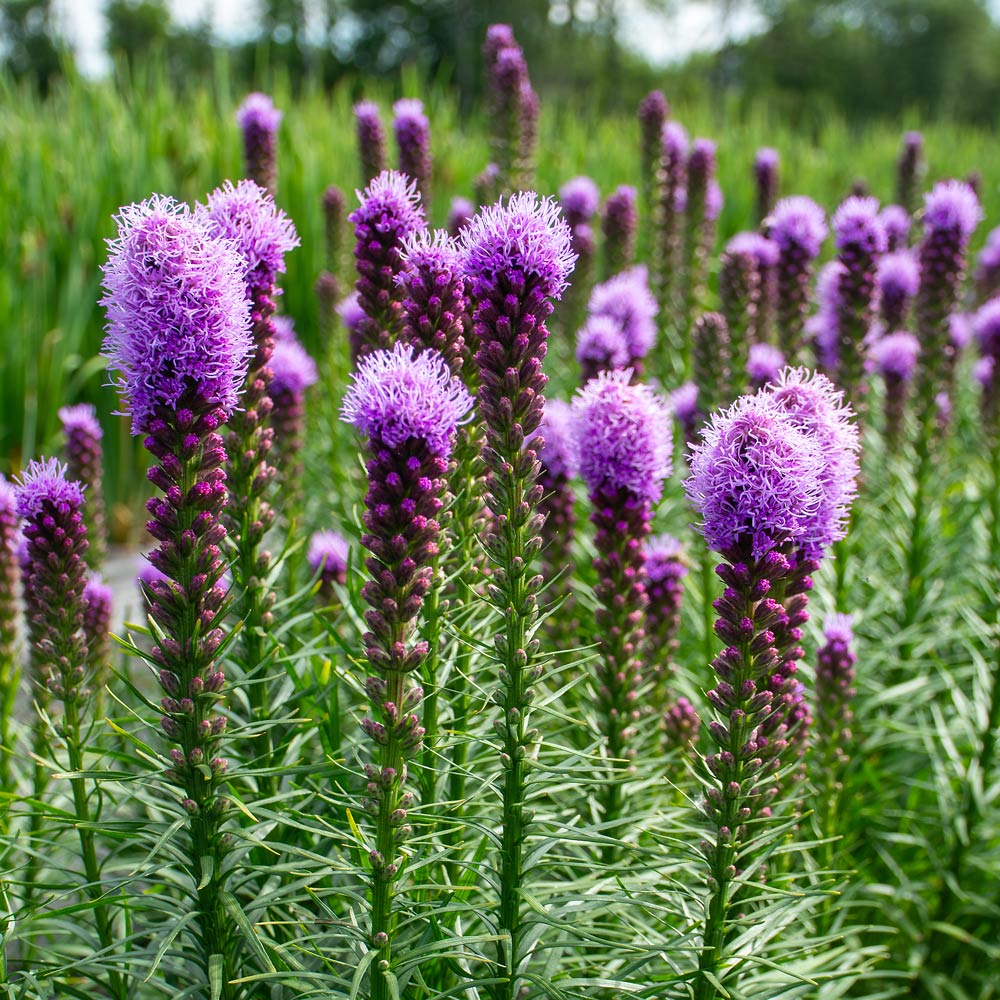 Blazing Star ‘Kobold’