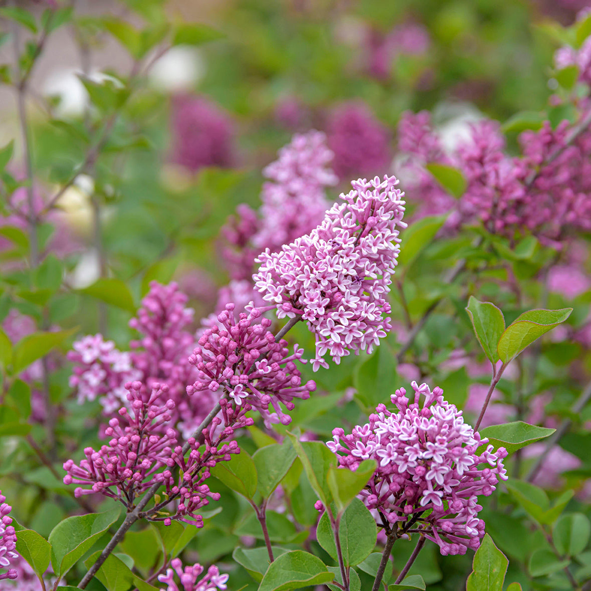 Josee Lilac