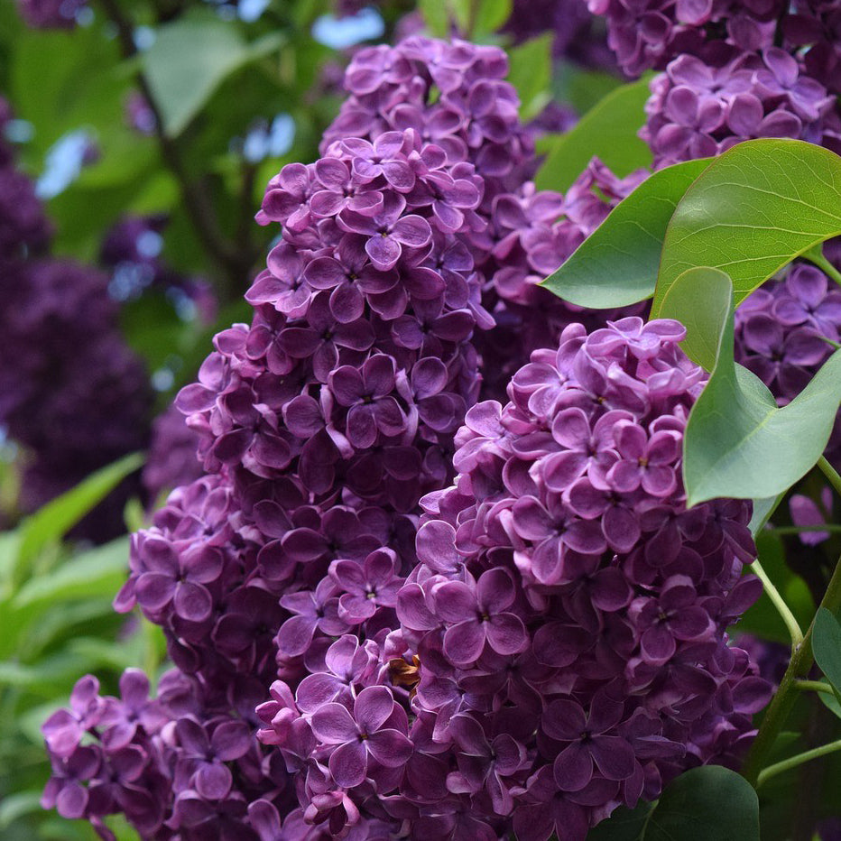 Agincourt Beauty Lilac