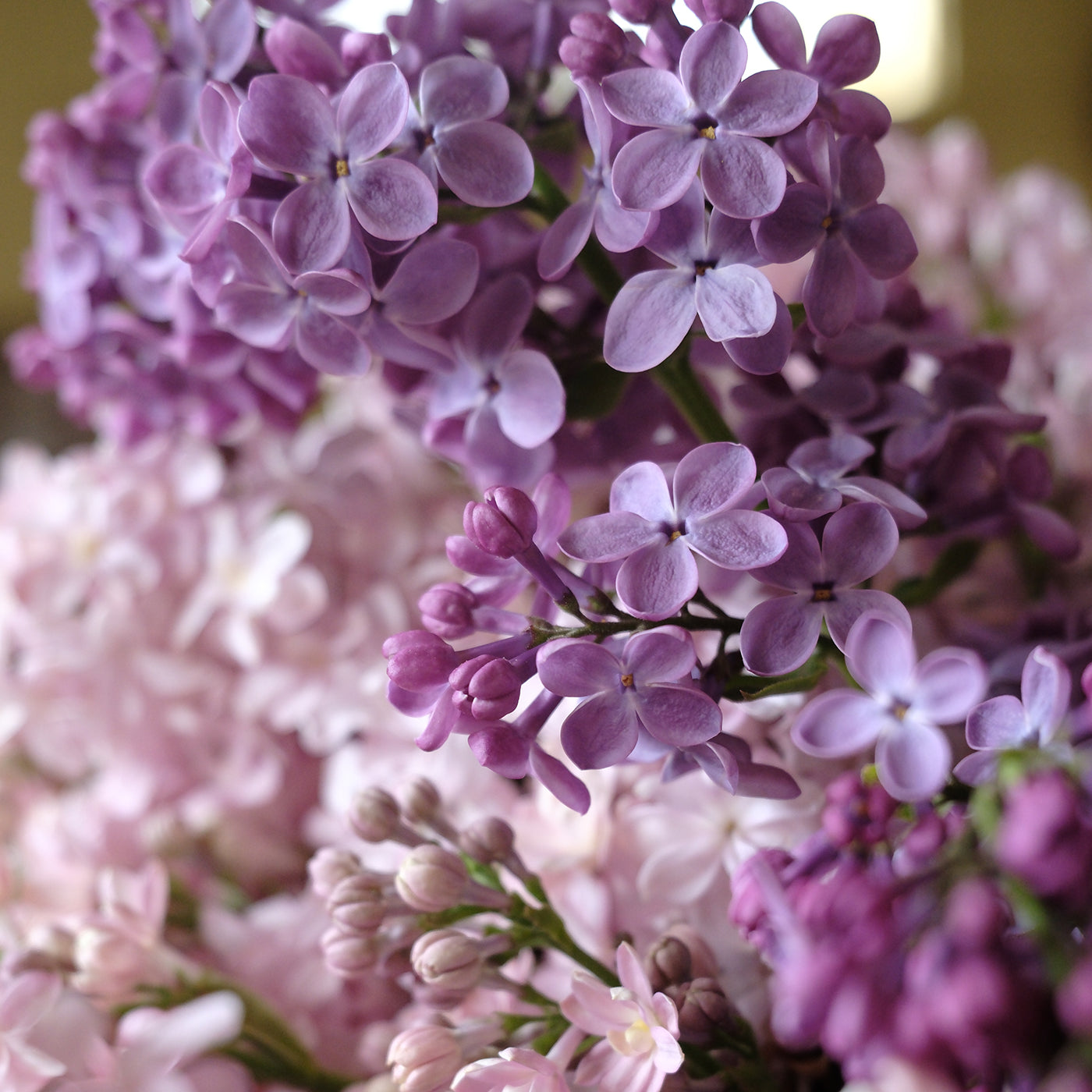 Congo Lilac