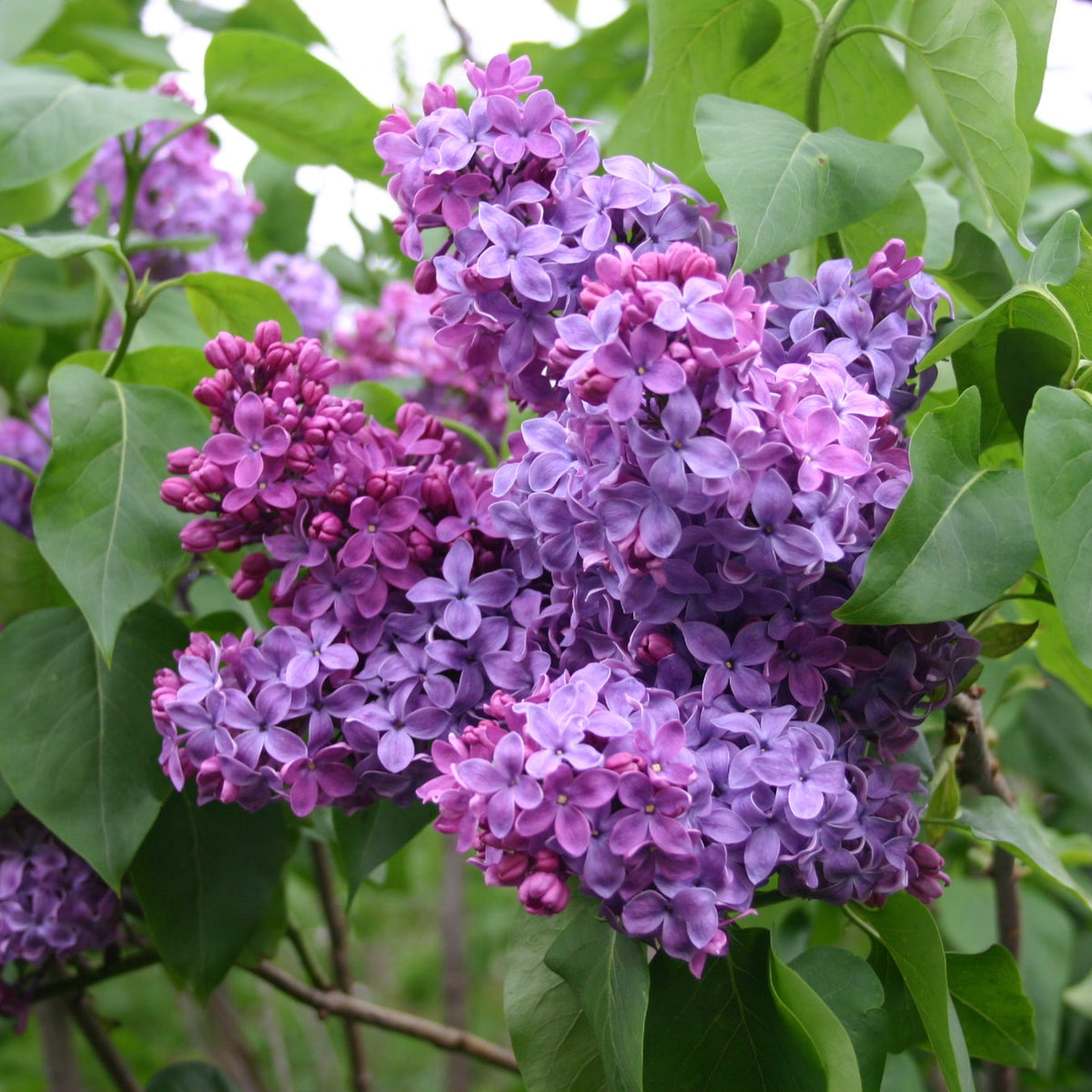 Congo Lilac