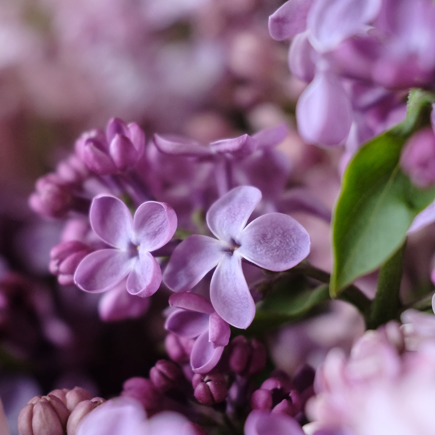 Congo Lilac