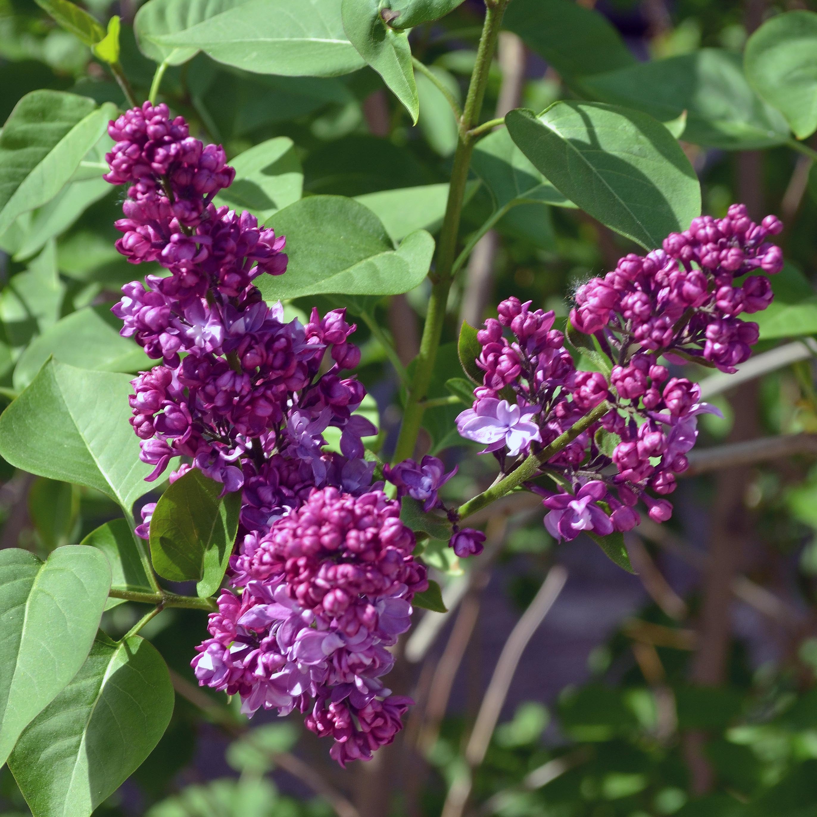 Congo Lilac