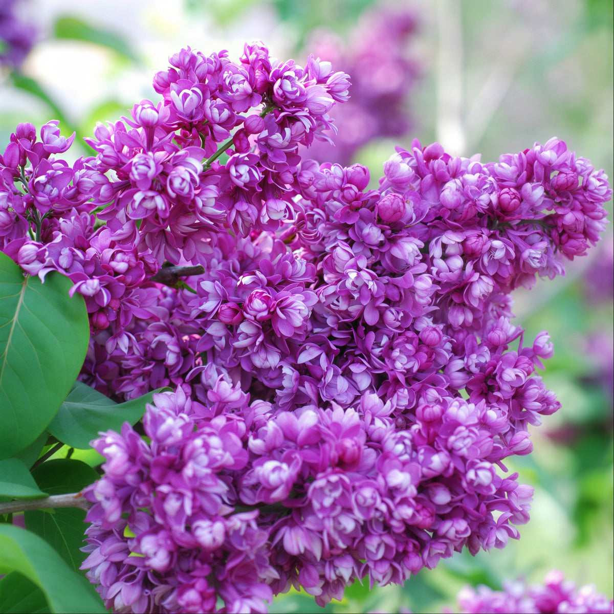 My Favorite Lilac