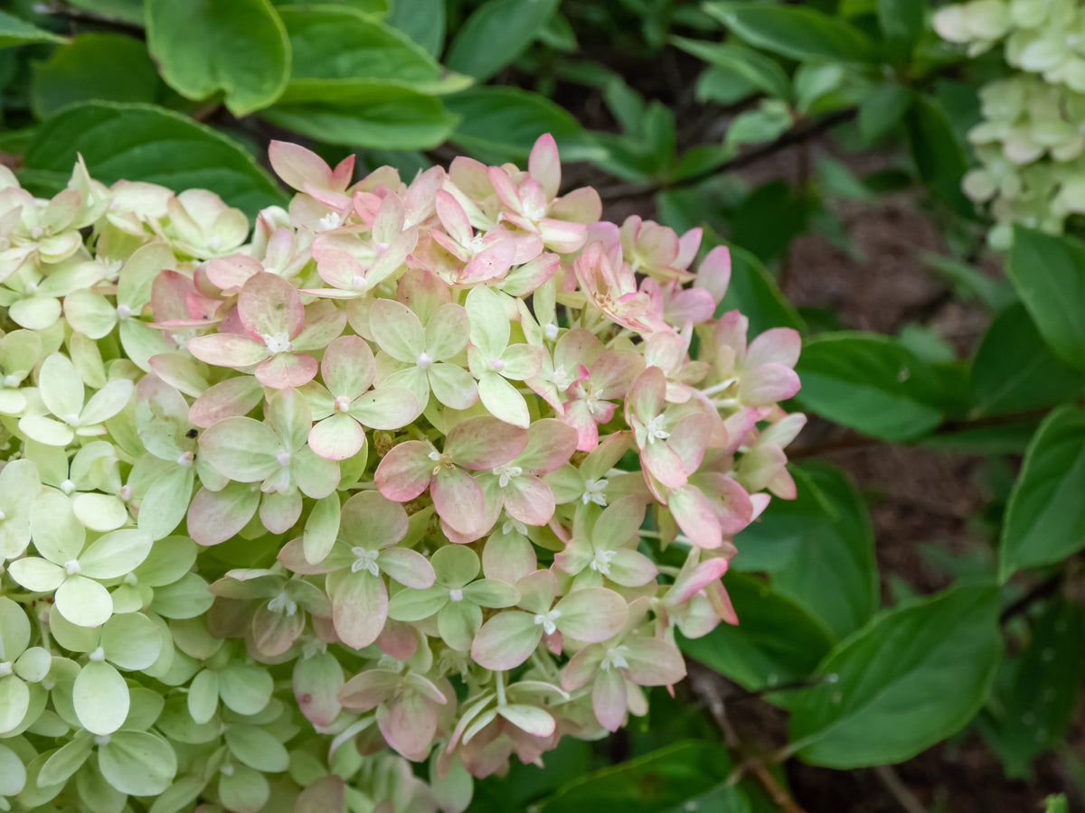 Little Lime® Panicle Hydrangea