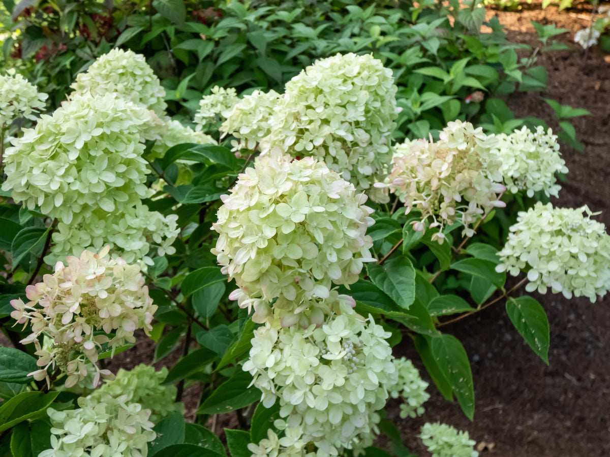 Little Lime® Panicle Hydrangea