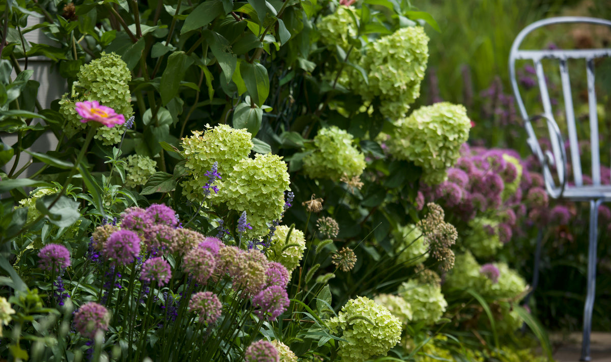 Little Lime® Panicle Hydrangea