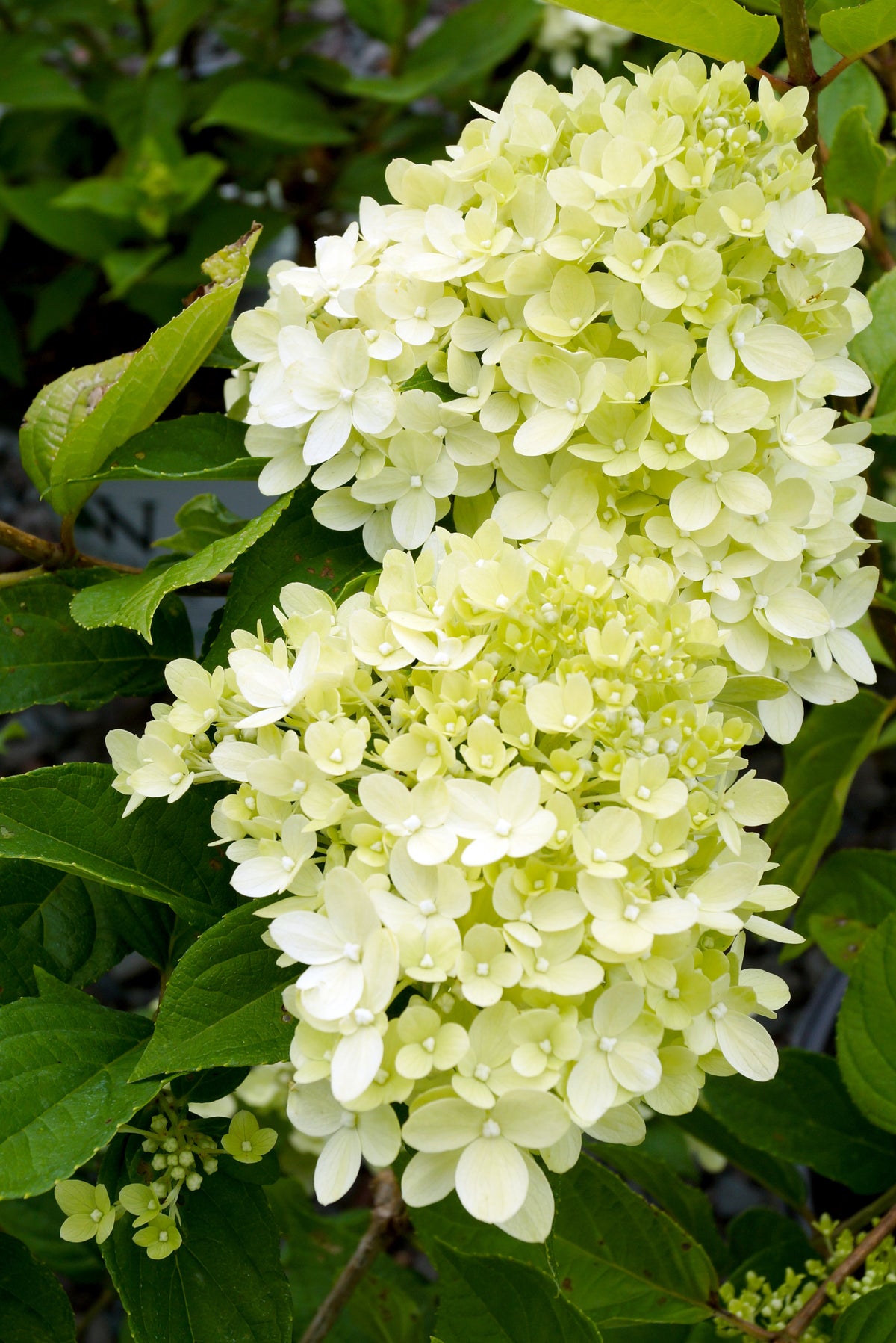 Little Lime® Panicle Hydrangea