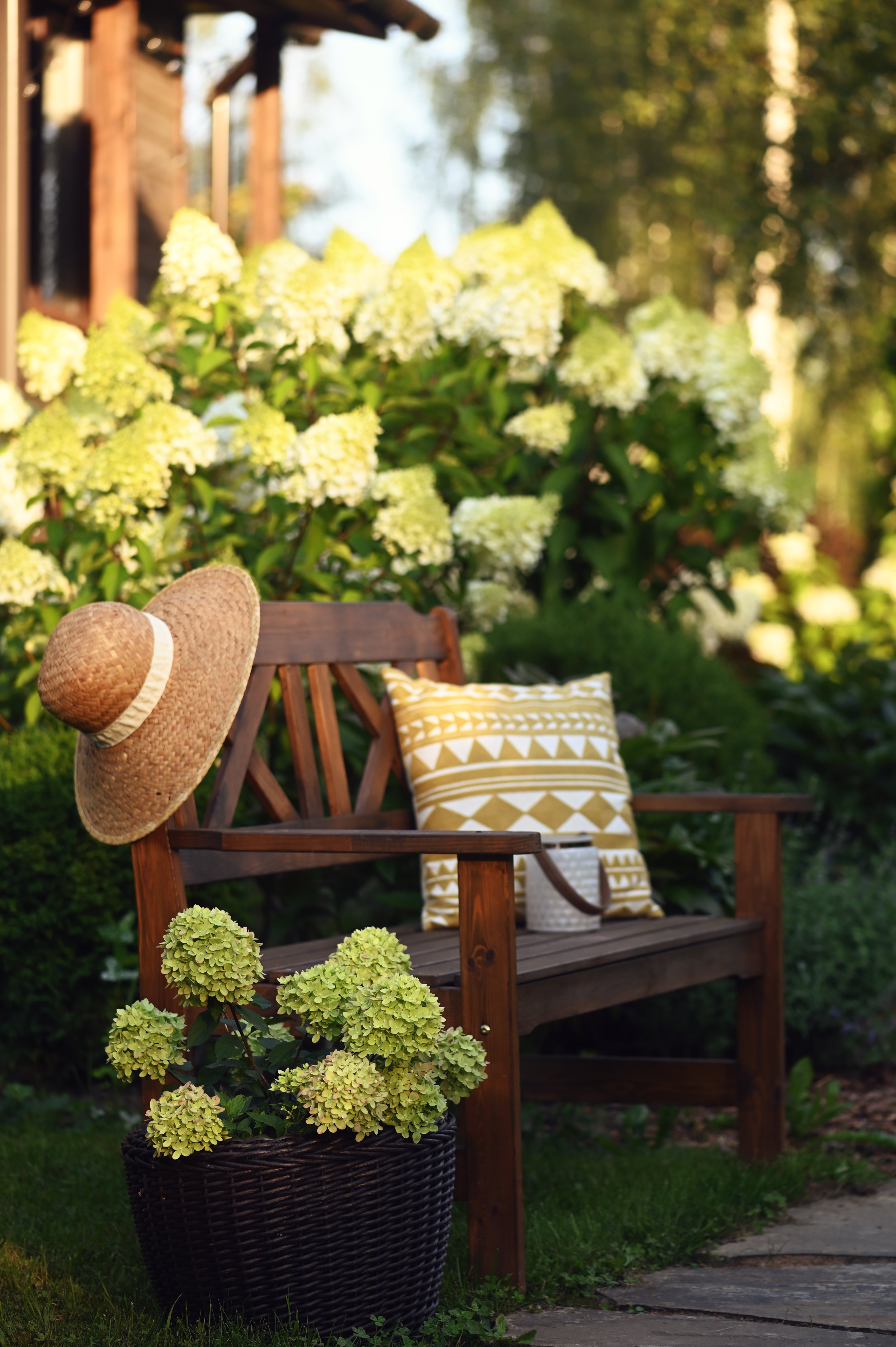 Little Lime® Panicle Hydrangea