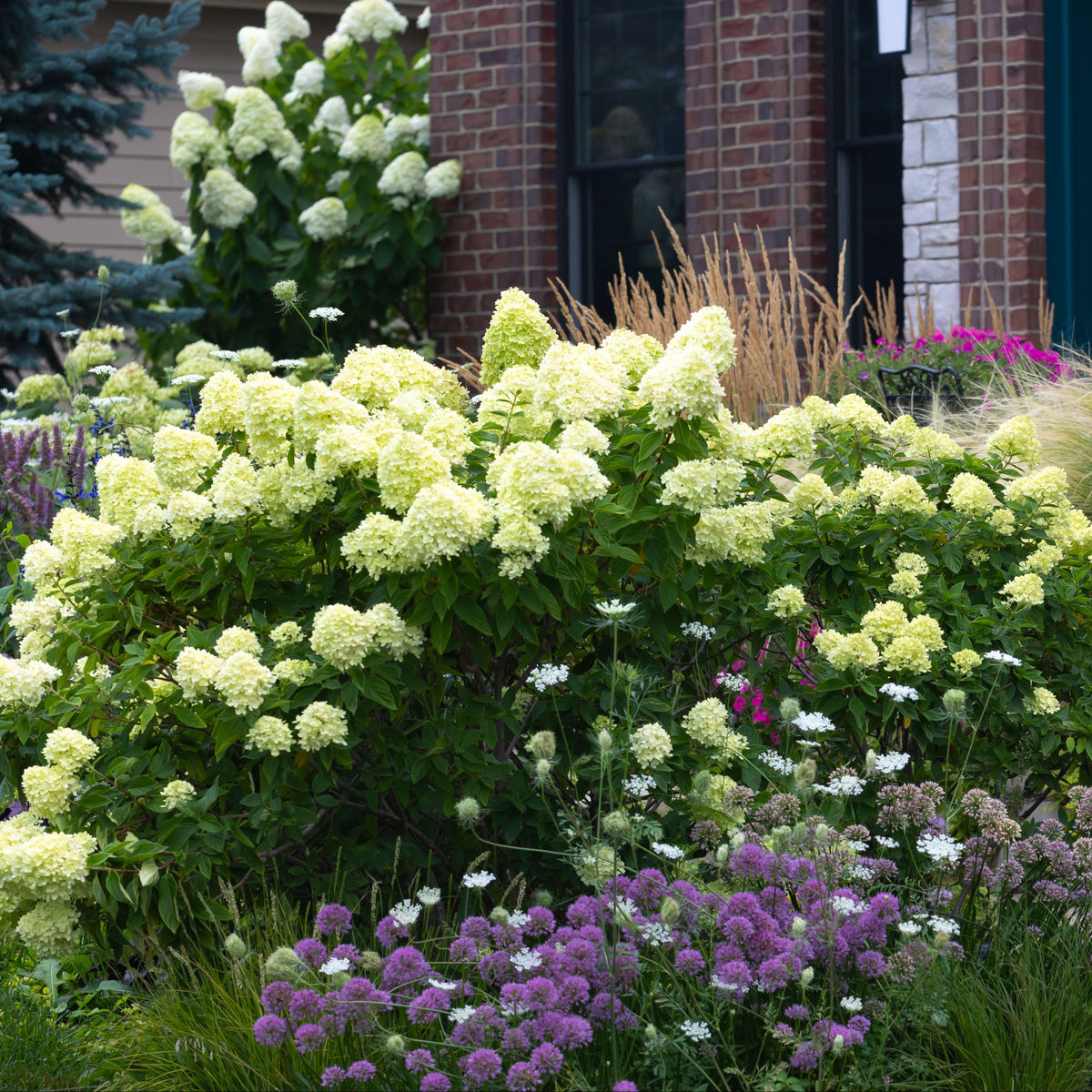 Little Lime® Panicle Hydrangea
