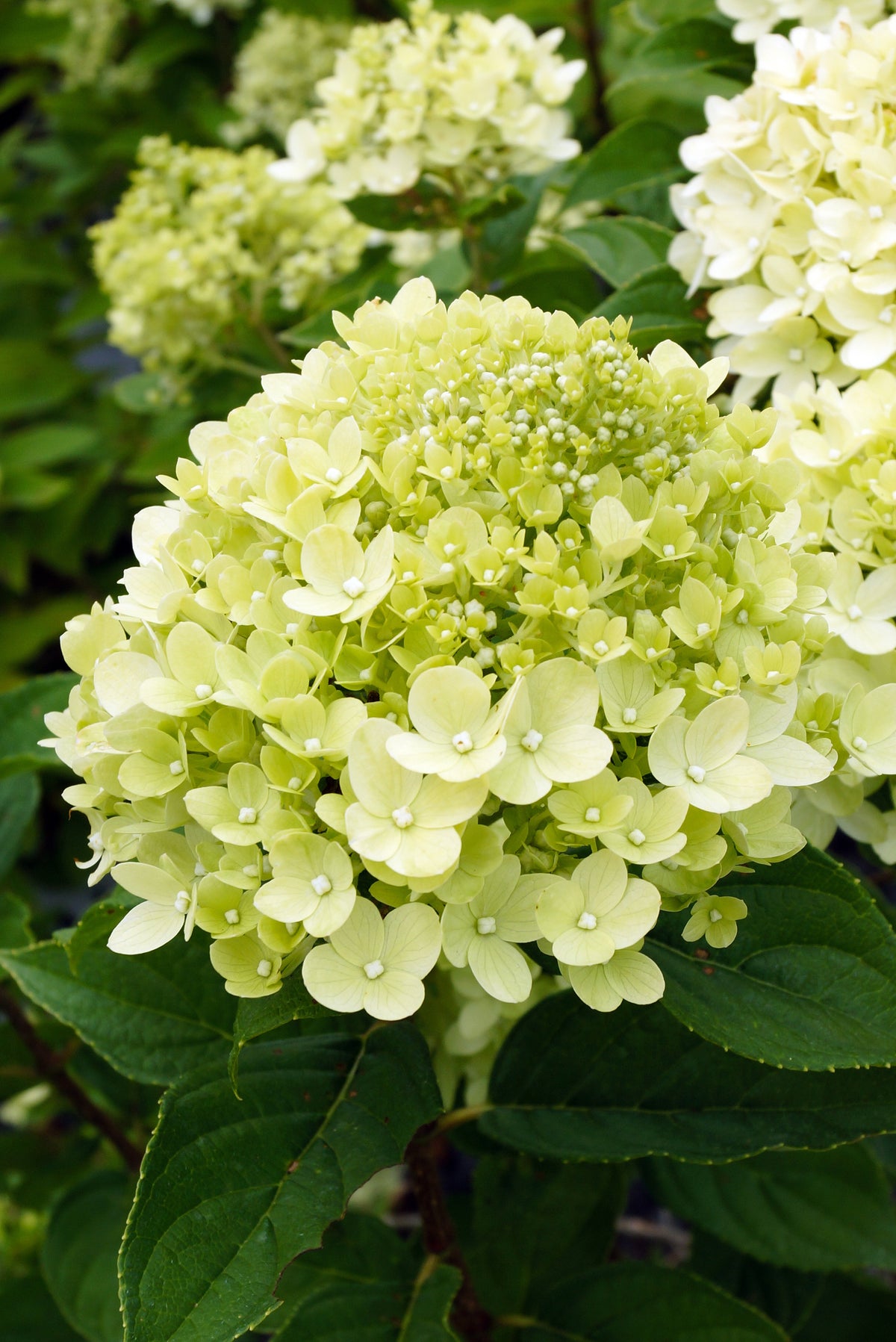 Little Lime® Panicle Hydrangea