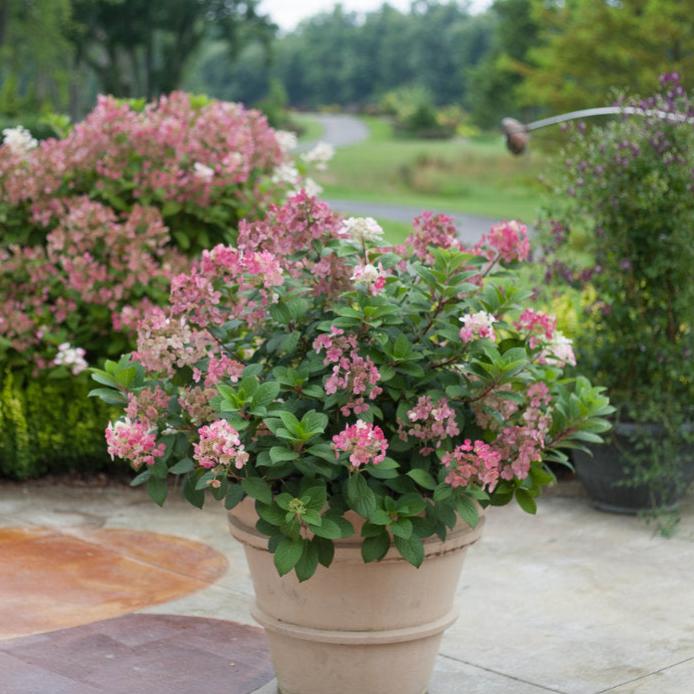 Little Quick Fire® Panicle Hydrangea