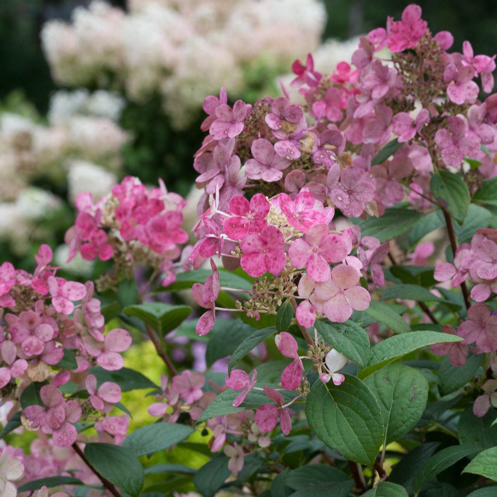 Little Quick Fire® Panicle Hydrangea