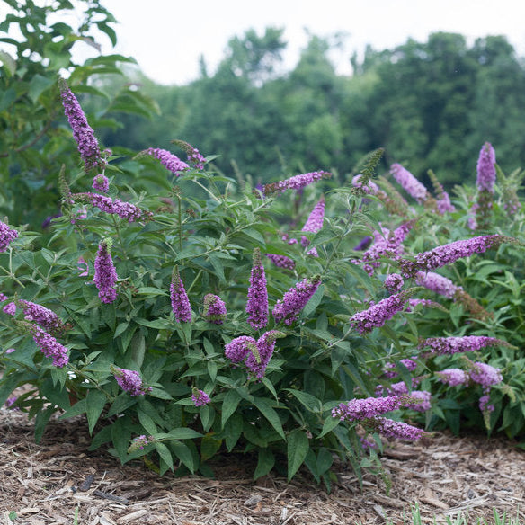 Lo &amp; Behold® &#39;Pink Micro Chip&#39; Butterfly Bush