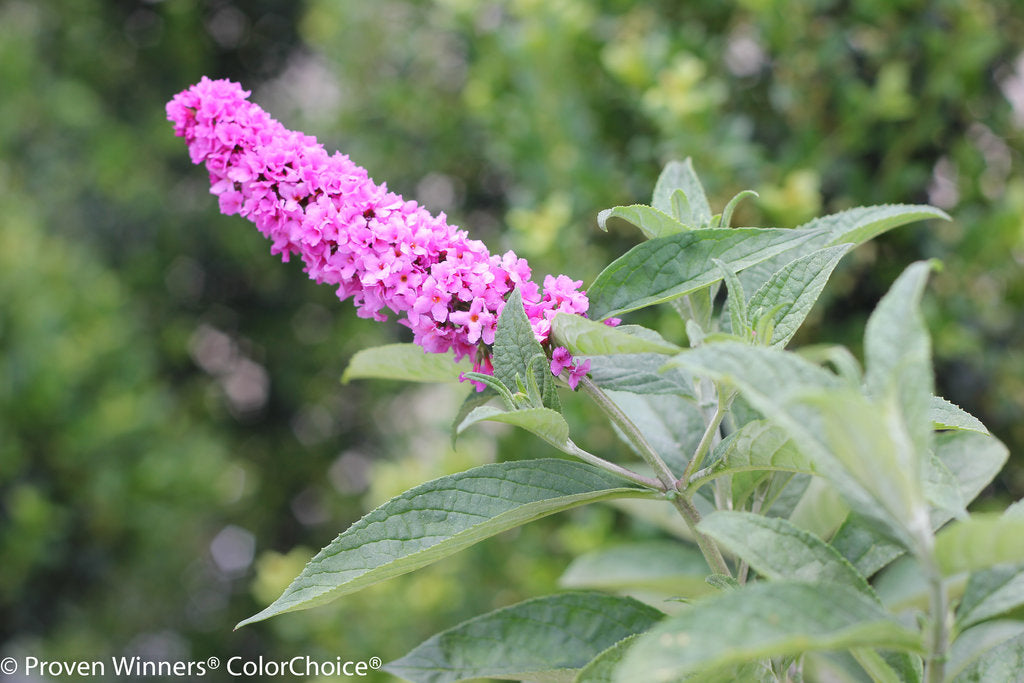 Lo &amp; Behold® &#39;Pink Micro Chip&#39; Butterfly Bush