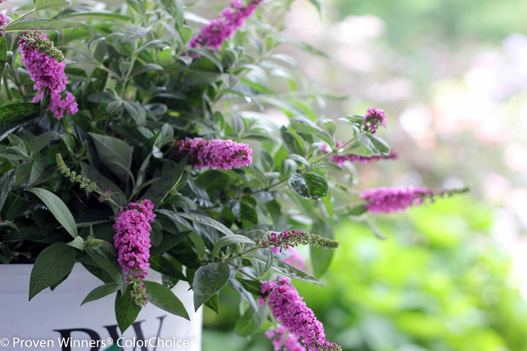 Lo &amp; Behold® &#39;Pink Micro Chip&#39; Butterfly Bush